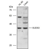 Solarbio K111454P Anti-SUDS3 Polyclonal Antibody