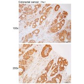 Solarbio K111747P Anti-PLD1 Polyclonal Antibody