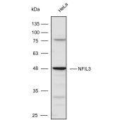 Solarbio K111049P Anti-NFIL3 Polyclonal Antibody