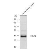 Solarbio K111627P Anti-CKMT2 Polyclonal Antibody