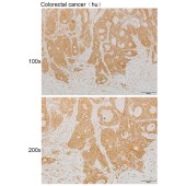 Solarbio K111910P Anti-NEDD9 Polyclonal Antibody