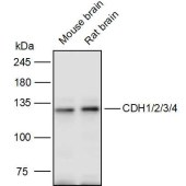 Solarbio K111304P Anti-CDH1/2/3/4 Polyclonal Antibody