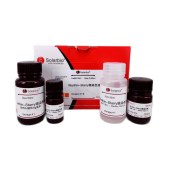 Solarbio G1940 螺旋体菌银染试剂盒(Warthin-Starry法)