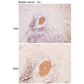 Solarbio K111690P Anti-KITLG Polyclonal Antibody