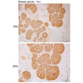 Solarbio K112108P Anti-MOXD1 Polyclonal Antibody