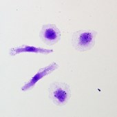 Solarbio G1064 结晶紫水溶液(0.1%)