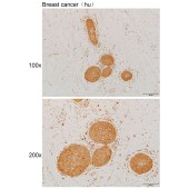 Solarbio K111929P Anti-LSM6 Polyclonal Antibody