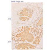 Solarbio K110587P Anti-DHCR24 Polyclonal Antibody