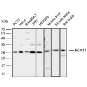 Solarbio K111935P Anti-PCMT1 Polyclonal Antibody