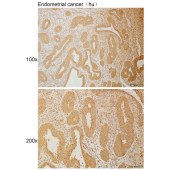 Solarbio K110918P Anti-STAC Polyclonal Antibody