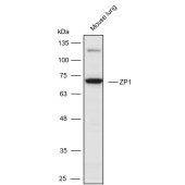 Solarbio K111056P Anti-ZP1 Polyclonal Antibody
