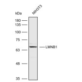 Solarbio K109002P Anti-LMNB1 Polyclonal Antibody
