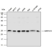 Solarbio K111775P Anti-MRPS15 Polyclonal Antibody