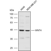 Solarbio K110974P Anti-WNT4 Polyclonal Antibody