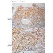 Solarbio K110903P Anti-APLP2 Polyclonal Antibody