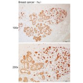 Solarbio K110992P Anti-NUP35 Polyclonal Antibody