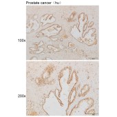 Solarbio K111849P Anti-NEUROG3 Polyclonal Antibody