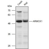 Solarbio K111276P Anti-ARMCX1 Polyclonal Antibody