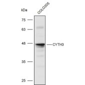 Solarbio K111480P Anti-CYTH3 Polyclonal Antibody