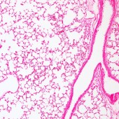Solarbio G1321 核固红染色液(0.2%)