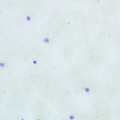 Solarbio G3662 甲苯胺蓝染色液(0.5%,磷酸盐法)