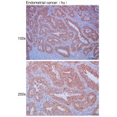Solarbio K111648P Anti-FARSB Polyclonal Antibody