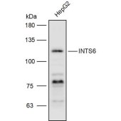 Solarbio K111413P Anti-INTS6 Polyclonal Antibody