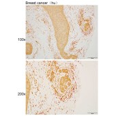Solarbio K110539P Anti-MAPK14 Polyclonal Antibody