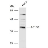 Solarbio K111225P Anti-AP1G2 Polyclonal Antibody