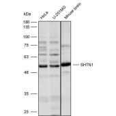 Solarbio K111655P Anti-SHTN1 Polyclonal Antibody