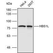 Solarbio K110948P Anti-HBS1L Polyclonal Antibody