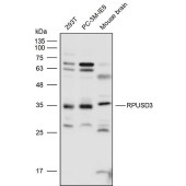 Solarbio K111730P Anti-RPUSD3 Polyclonal Antibody