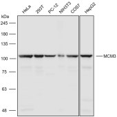 Solarbio K110714P Anti-MCM3 Polyclonal Antibody