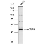 Solarbio K110934P Anti-ARMC5 Polyclonal Antibody