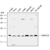 Solarbio K111940P Anti-MRPL23 Polyclonal Antibody