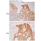 Solarbio K111743P Anti-MUCL3 Polyclonal Antibody