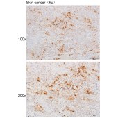 Solarbio K111443P Anti-CASP14 Polyclonal Antibody