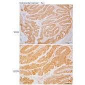 Solarbio K110597P Anti-DUS1L Polyclonal Antibody