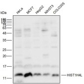 Solarbio K111912P Anti-HIST1H4L Polyclonal Antibody