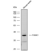 Solarbio K110576P Anti-FANK1 Polyclonal Antibody