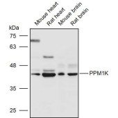 Solarbio K111264P Anti-PPM1K Polyclonal Antibody