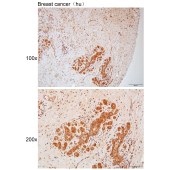 Solarbio K111788P Anti-TNPO2 Polyclonal Antibody