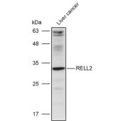 Solarbio K111240P Anti-RELL2 Polyclonal Antibody