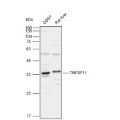 Solarbio K112131P Anti-TNFSF11 Polyclonal Antibody