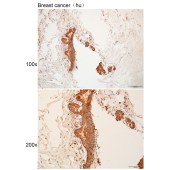 Solarbio K111302P Anti-ADGRD1 Polyclonal Antibody