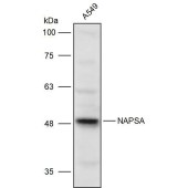 Solarbio K111408P Anti-NAPSA Polyclonal Antibody