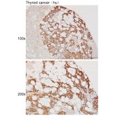Solarbio K111424P Anti-PPA2 Polyclonal Antibody