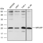 Solarbio K111470P Anti-MPLKIP Polyclonal Antibody