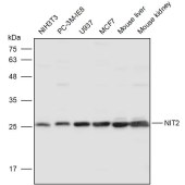 Solarbio K111439P Anti-NIT2 Polyclonal Antibody