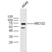 Solarbio K009947P Anti-ABCG2 Polyclonal Antibody